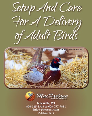 Set Up and Care for a Delivery of Mature Game Birds Set Up and Care for a Delivery of Mature Game Birds
