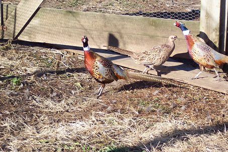 Pheasants in Flight Pen Photo of Pheasants in Flight Pen