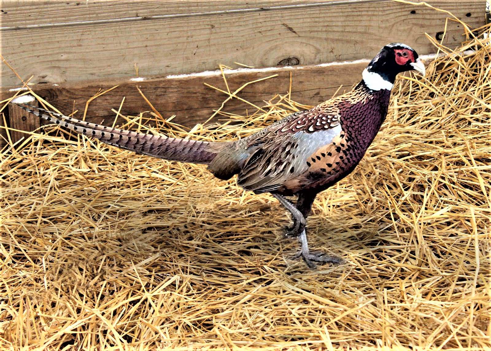 Ringneck Photo of Ringneck