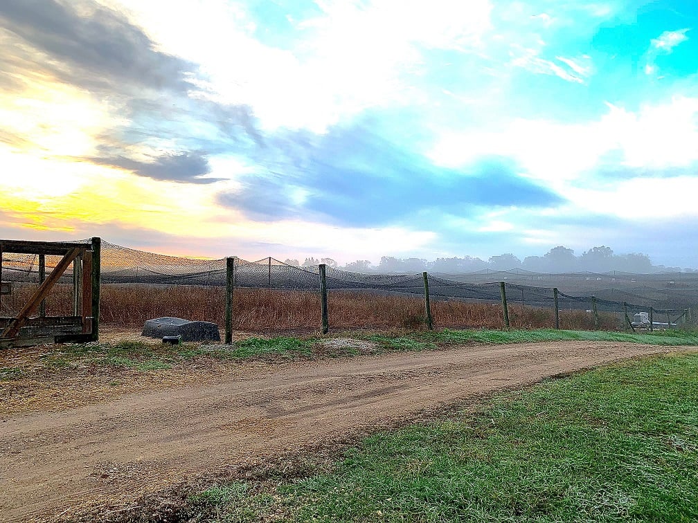 Pheasant Farm