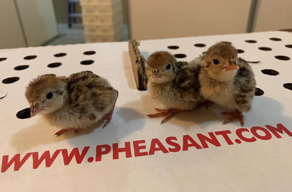 Pheasant Chicks Pheasant Chicks