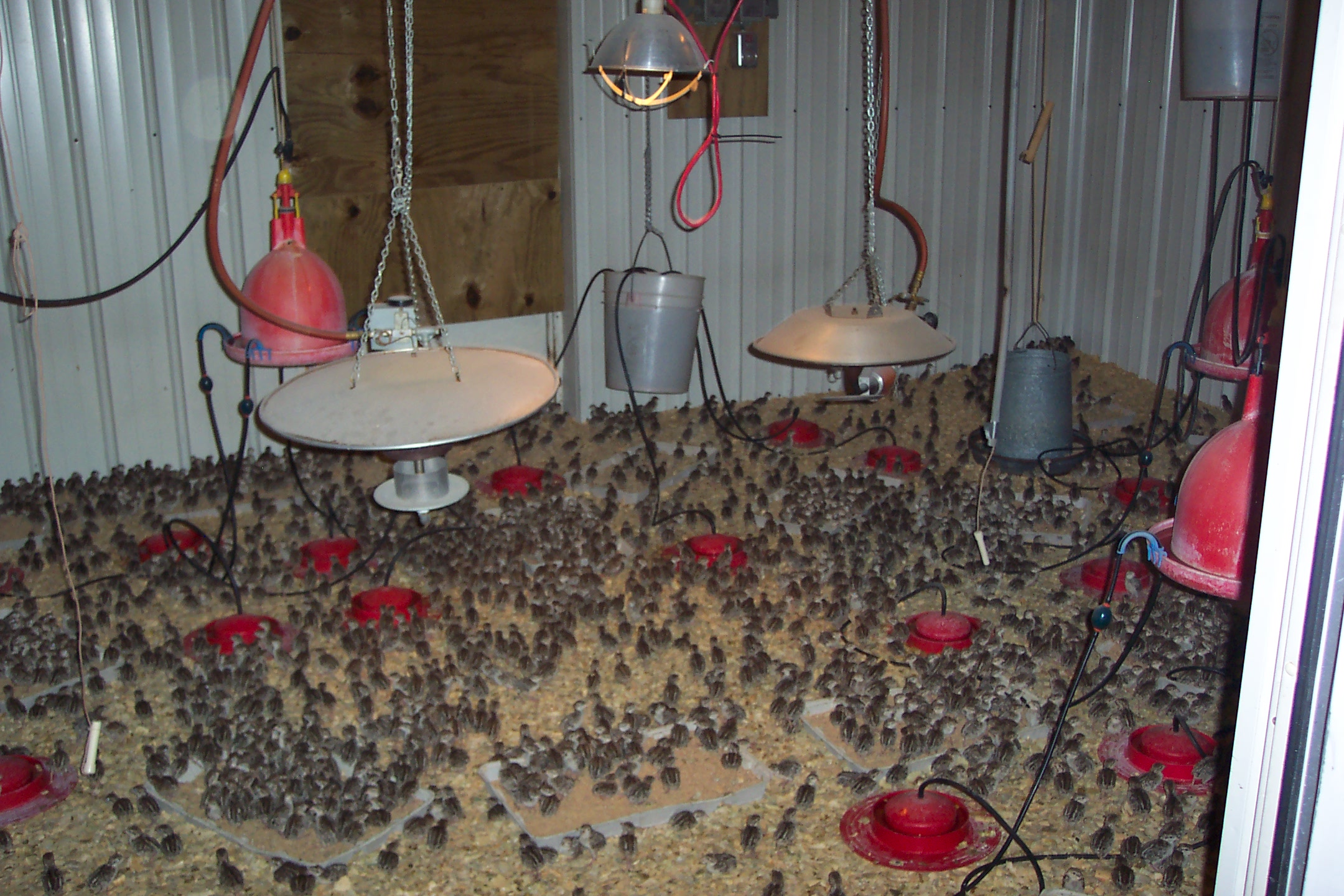 Brooder Room Brooder Room
