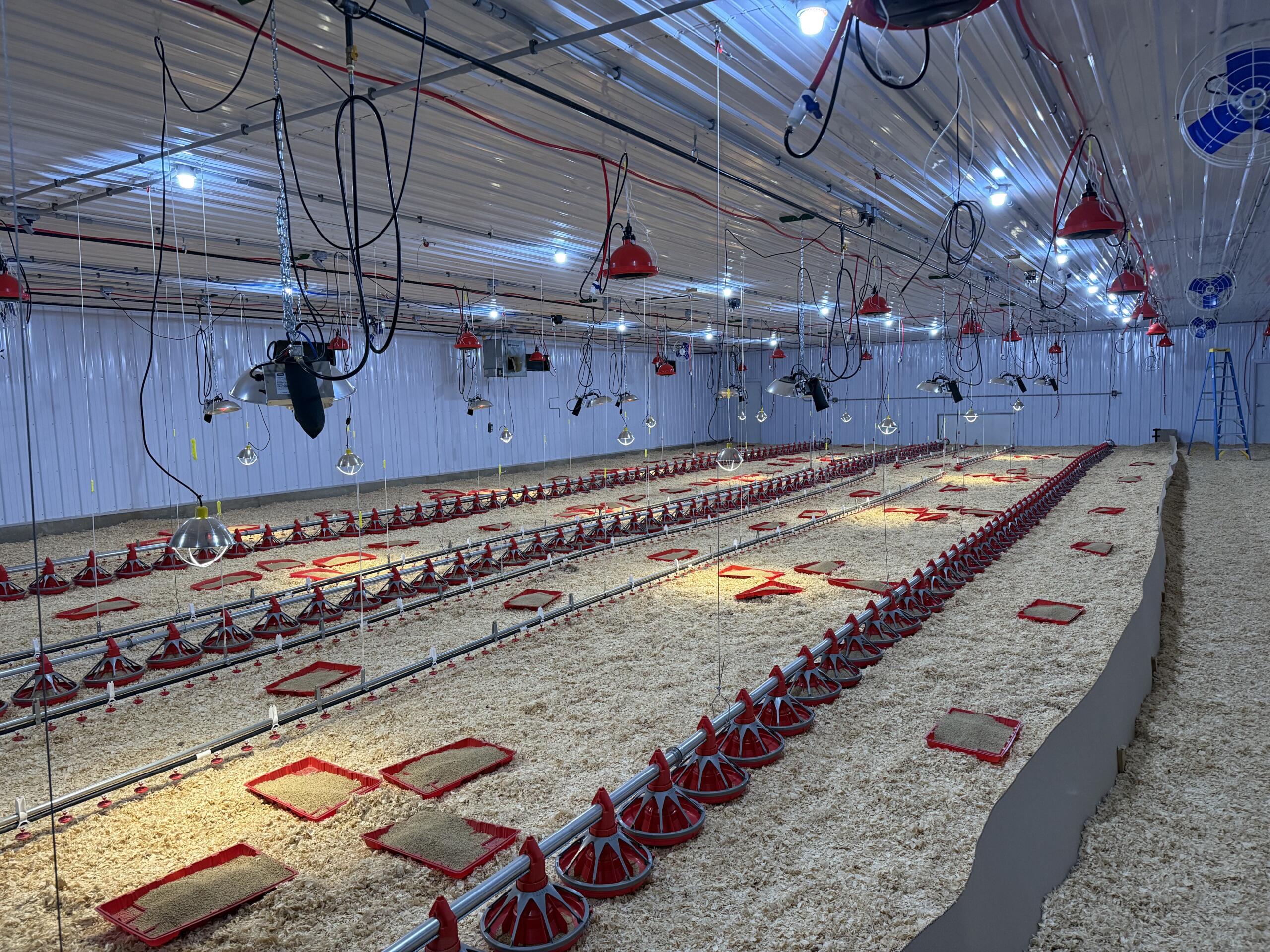 barn 6 brooder barn macfarlane