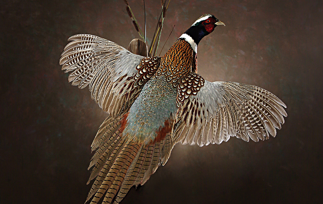 Mounted Pheasant Mounted Pheasant