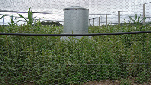 Breeder Pen Photo of Breeder Pen