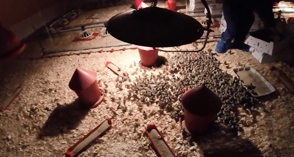 Brooder Chicks Brooder Chicks