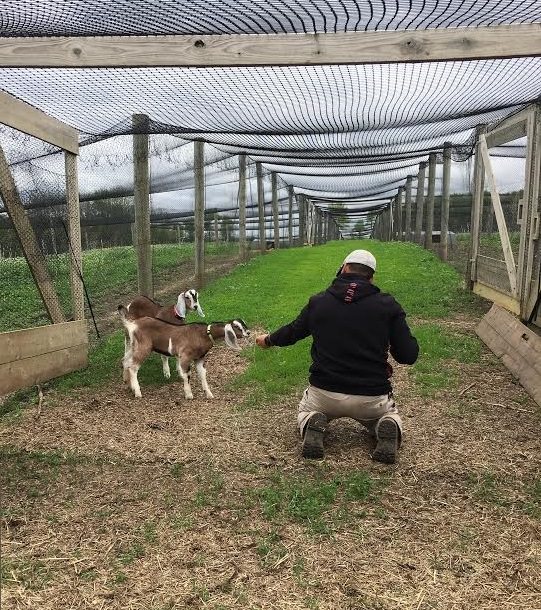 Can Goats Be Helpful on a Pheasant Farm Photo of Goats