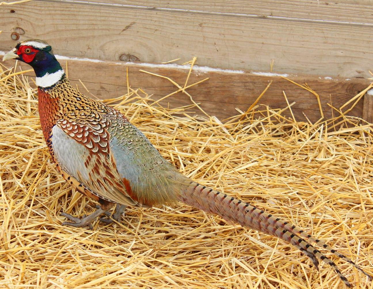 Chinese Ringneck Chinese Ringneck