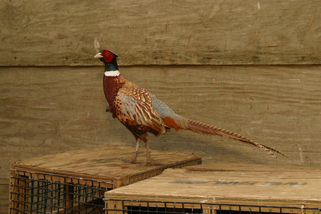 Chinese Ringneck