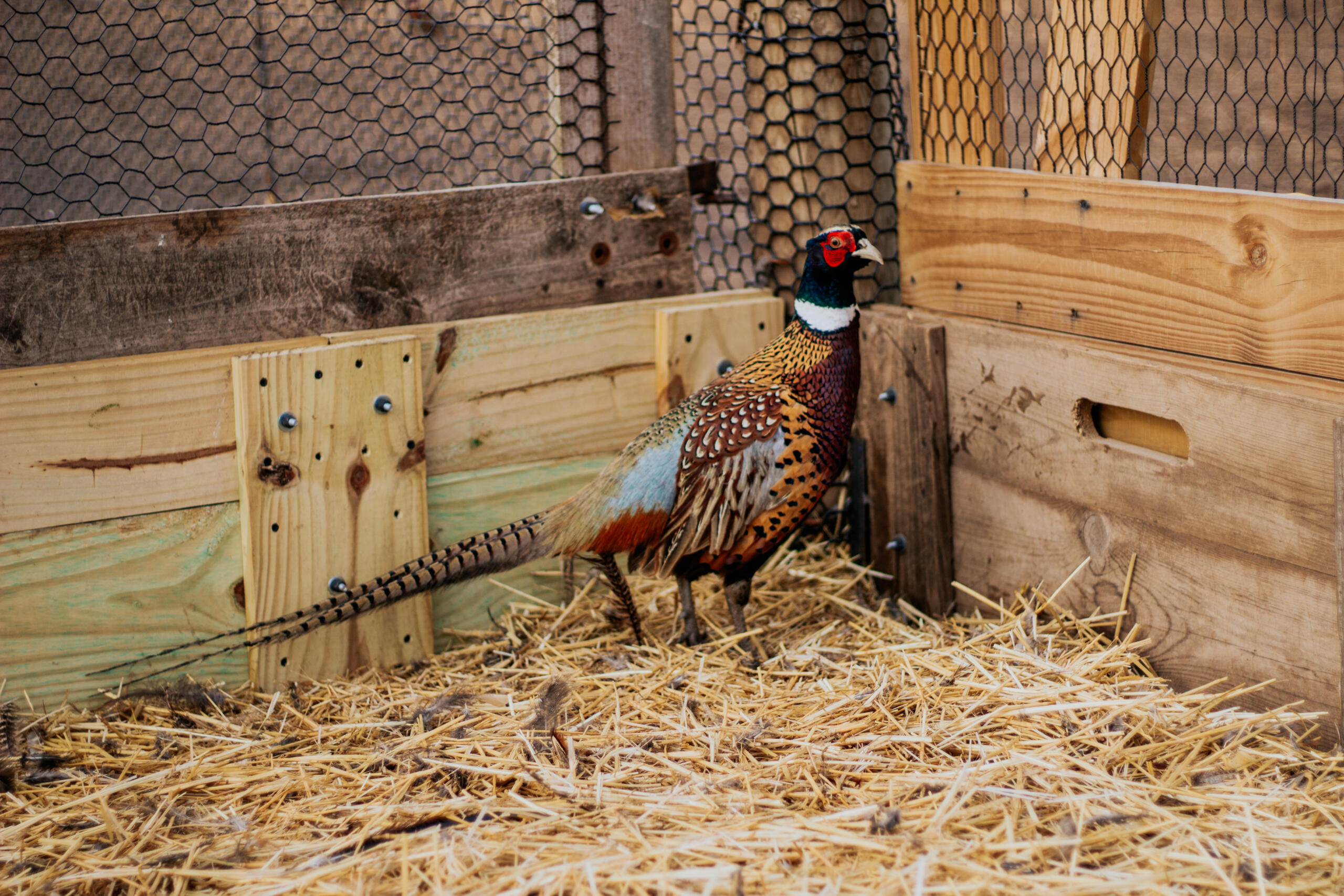 Chinese Ringneck Rooster 2