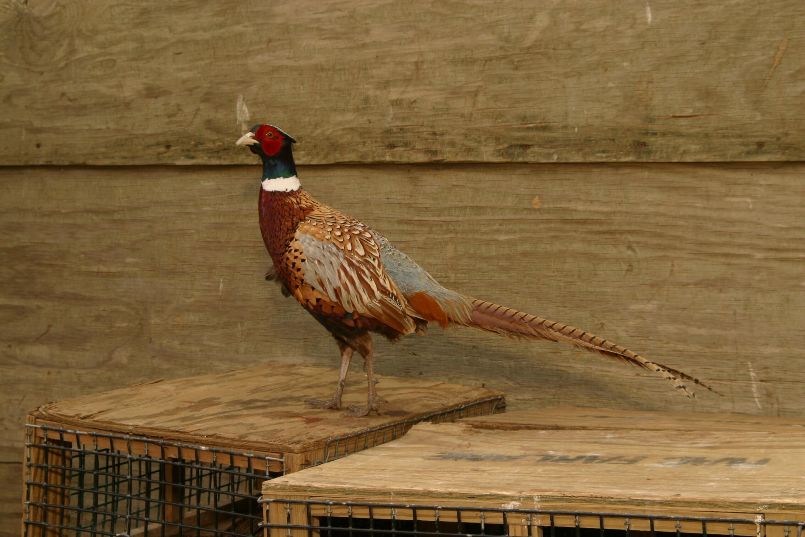 Chinese Ringneck Chinese Ringneck