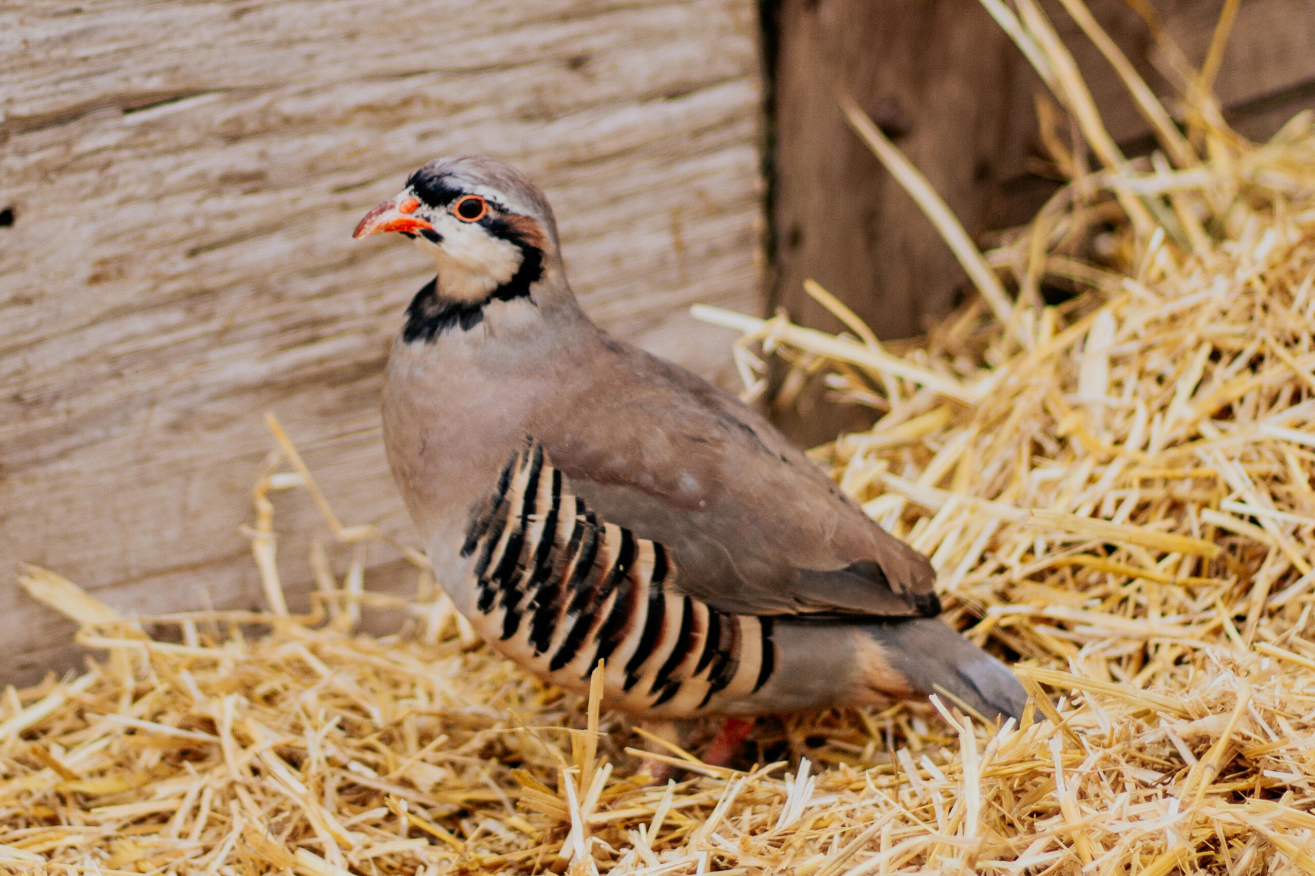 Chukar 1