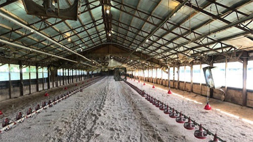 Egg Production Photo of Inside of Barn