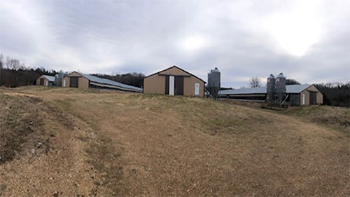 Egg Production Photo of Barns