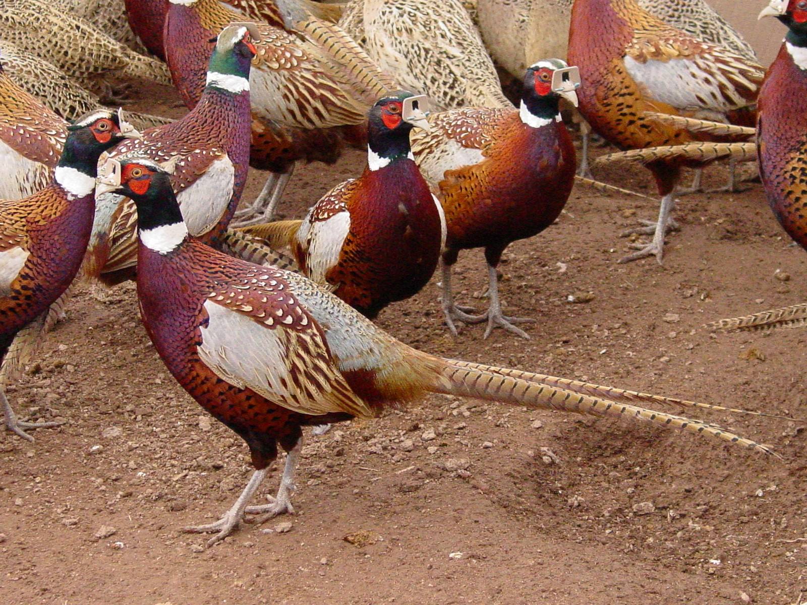 Extra Large Pheasants Extra Large Pheasants