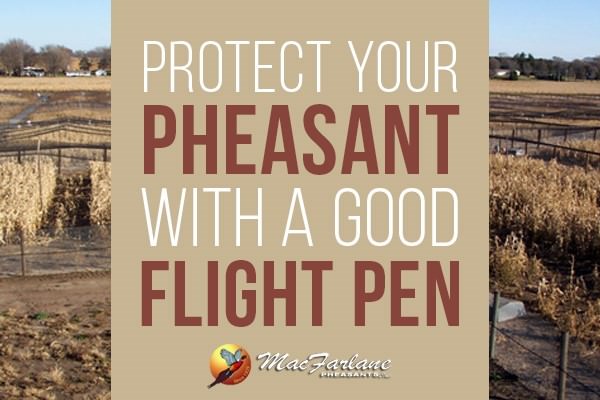 Protect Your Pheasant With a Good Flight Pen Protect Your Pheasant With a Good Flight Pen