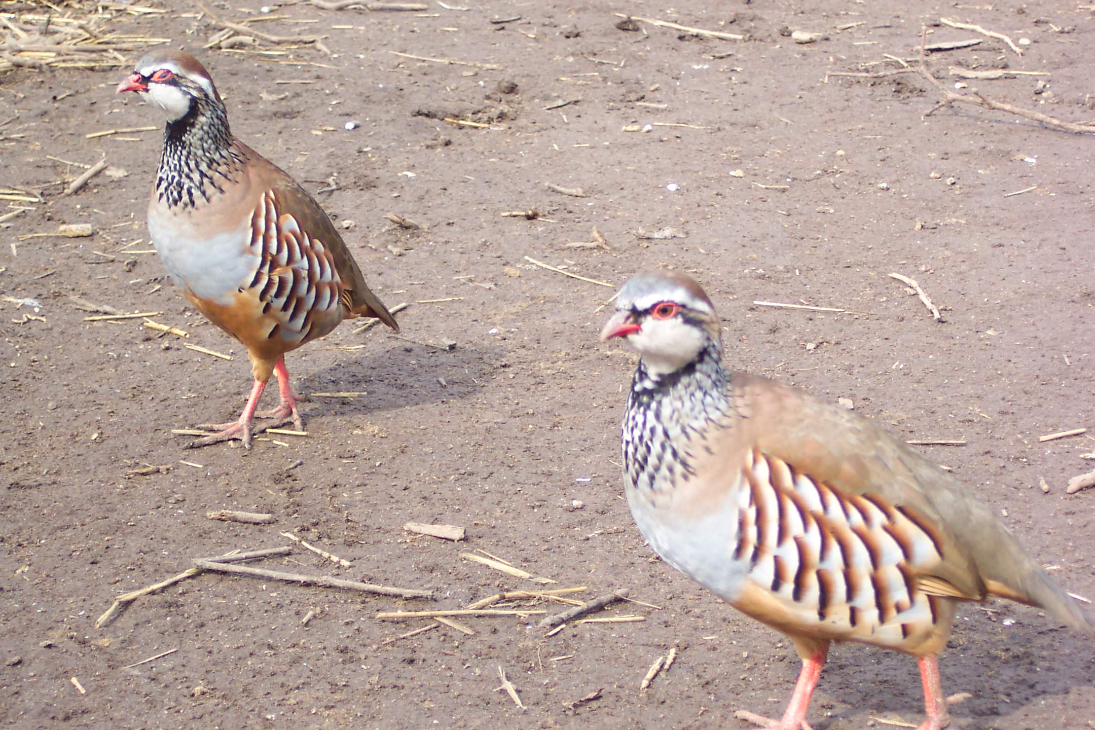 French Partridges Continue to Thrive Photo of French Partridges