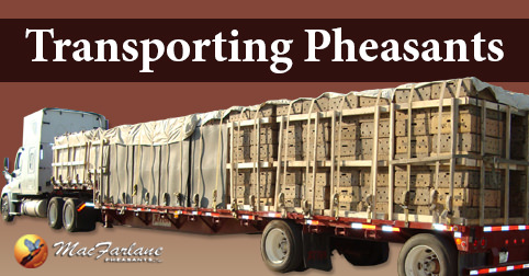 Game Bird Delivery Season in the United States and Canada Transporting Pheasant at MacFarlane Pheasants
