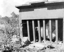 Hen in Hatchery Photo Hen in Hatchery