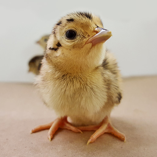 Pheasant Chick Photo of Pheasant Chick