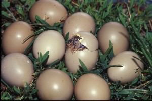 How Do You Calibrate Egg Incubators and Keep Eggs at the Proper Temperature Photo of Pheasant Eggs