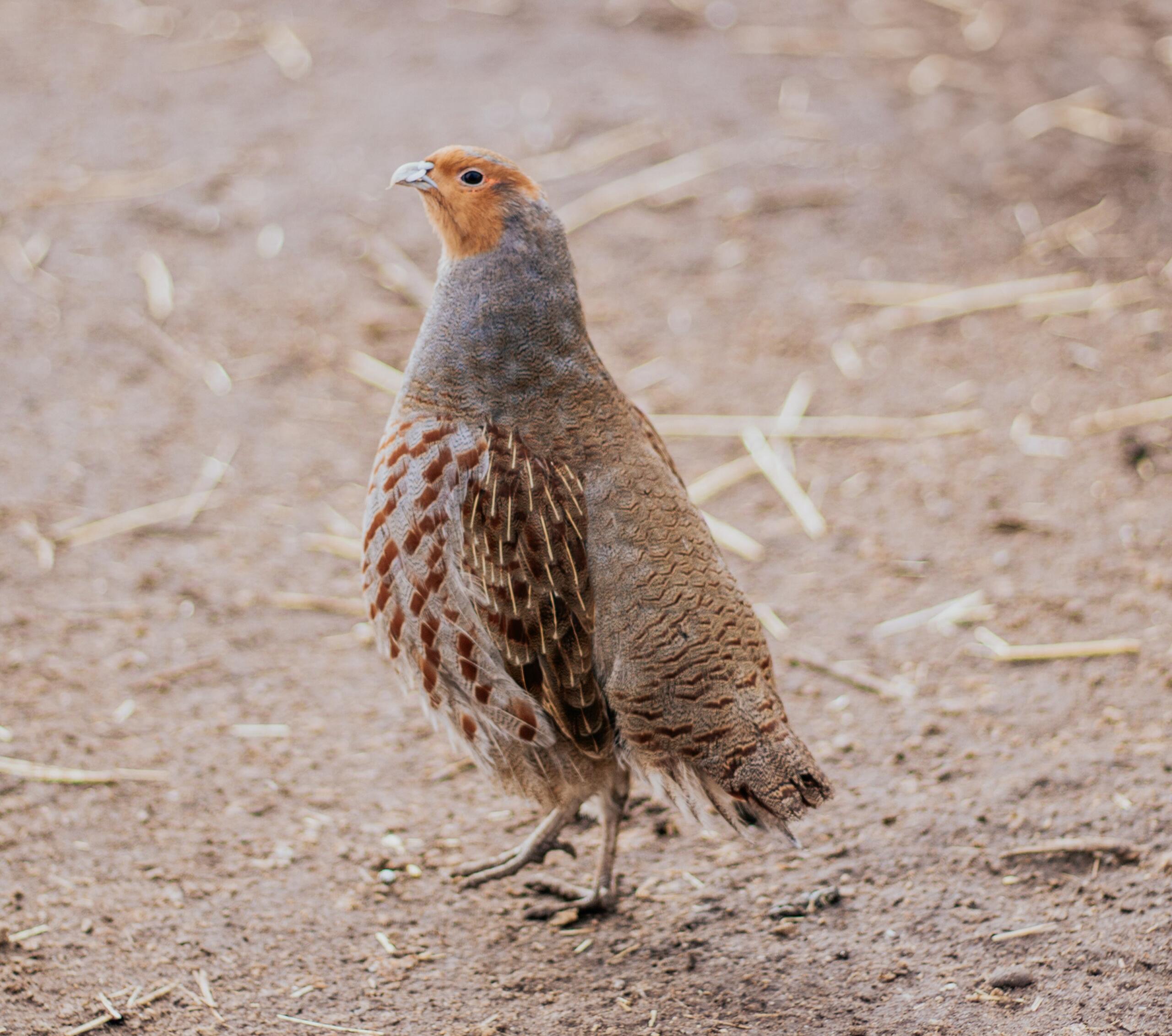 Hungarian Partridge cropped