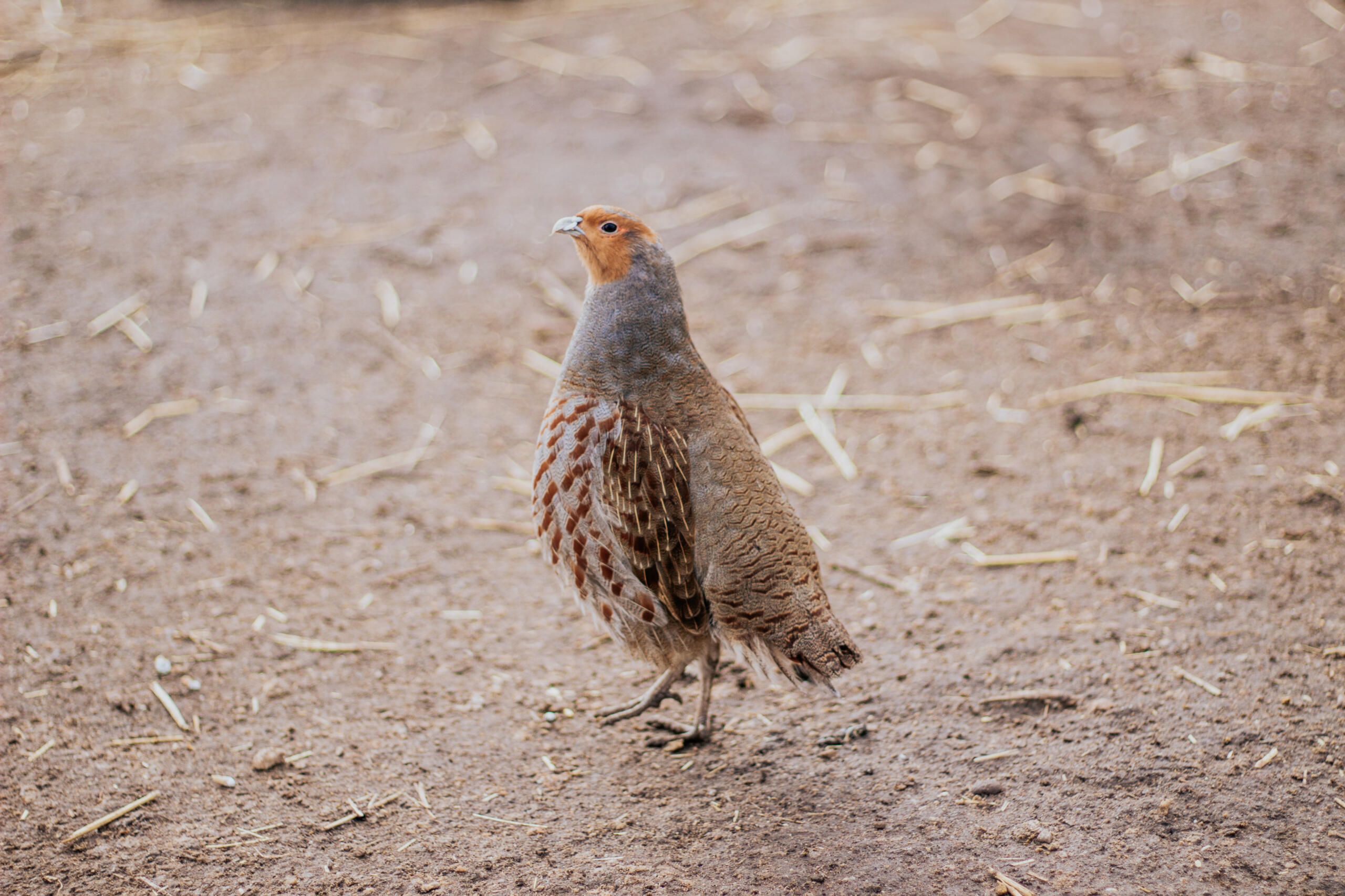 Hungarian Partridge