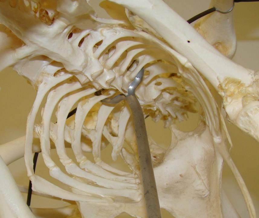 Skeleton Skeleton