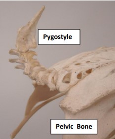 Skeleton Skeleton