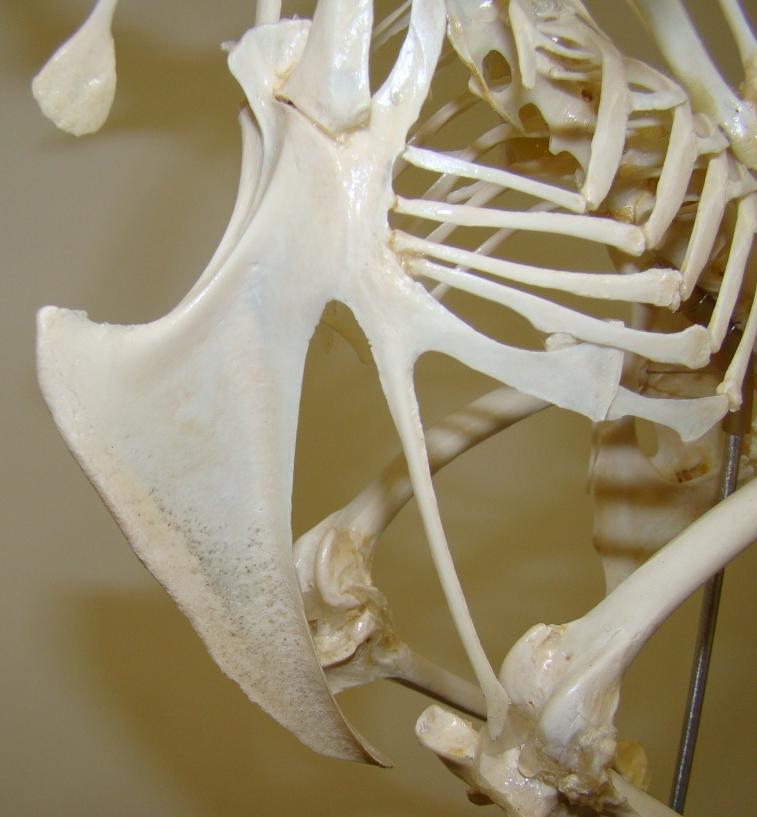 Skeleton Skeleton