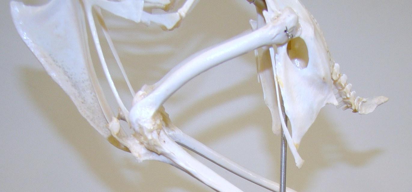 Skeleton Skeleton