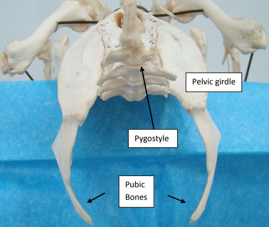 Skeleton Skeleton