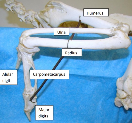 Skeleton Skeleton