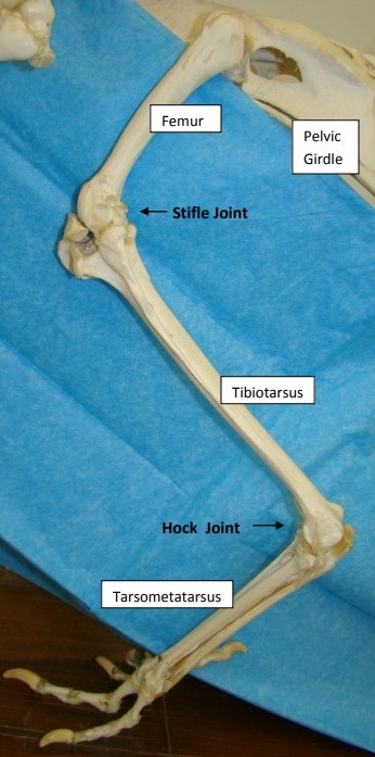 Major Bones of Turkey Leg Major Bones of Turkey Leg