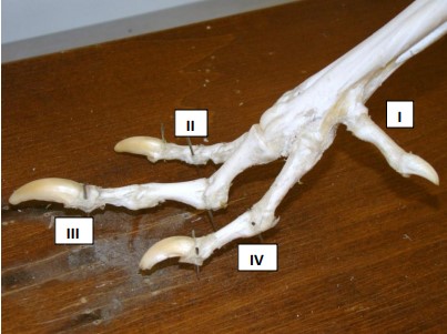 Gallinaceous Birds Feet Gallinaceous Birds Feet