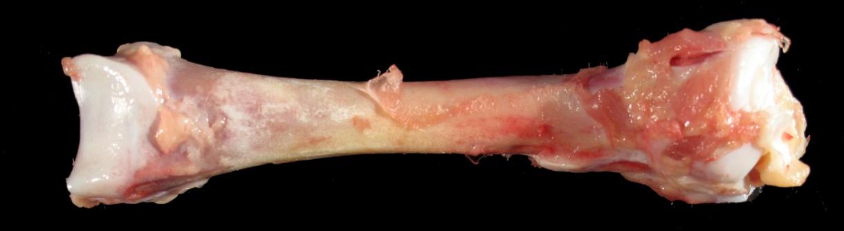 Drumstick Anatomy Drumstick Anatomy