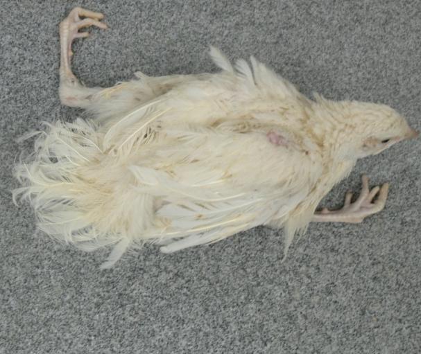 Chick Chick