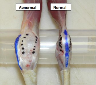 Hock Joint Comparison Hock Joint Comparison