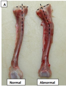 Joint Comparison Joint Comparison
