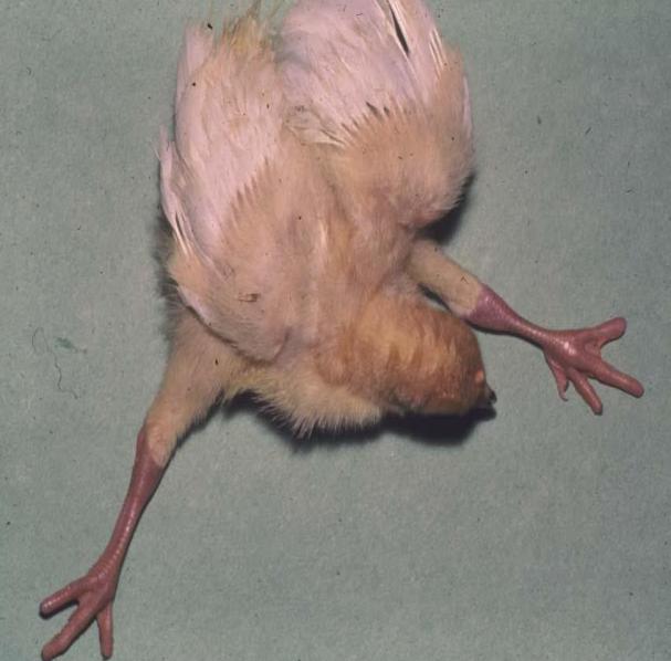Laying Hen With Deformed Keelbone Laying Hen With Deformed Keelbone