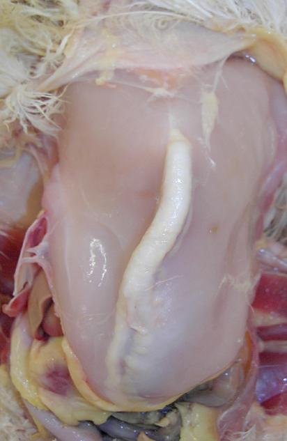Turkey with Rickets Turkey with Rickets
