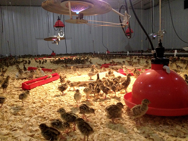 Brooder Chicks Photo of Brooder Barn