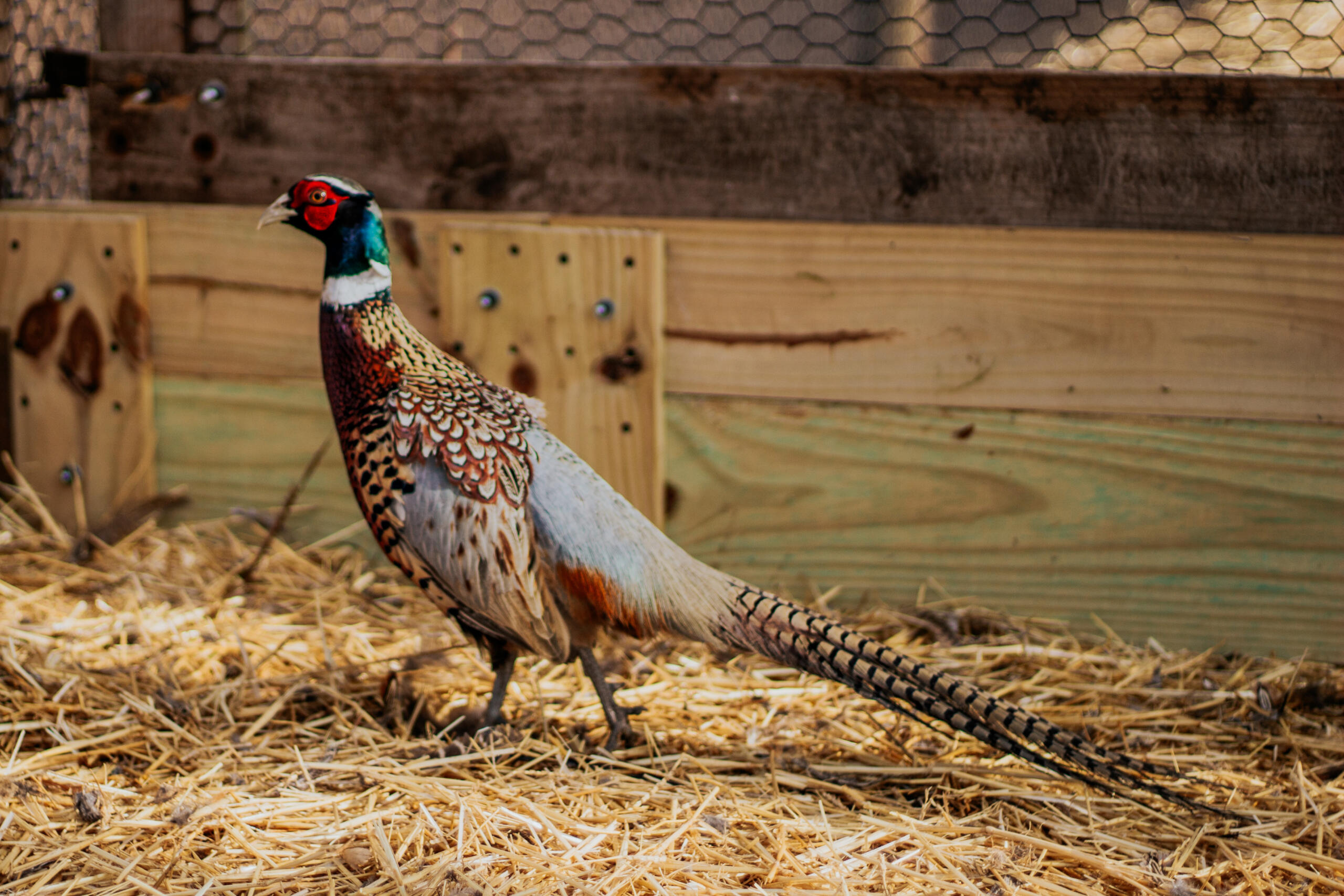 Kansas Rooster
