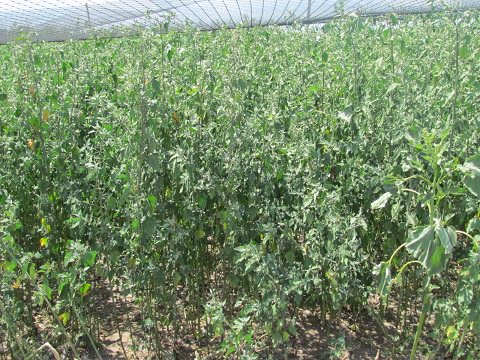 Lets Talk About Ground Cover on the Milton Farm Photo of Ground Cover in Flight Pen
