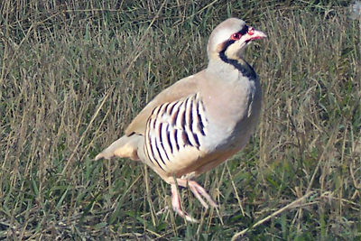 Large Chukar Photo of Large Chukar