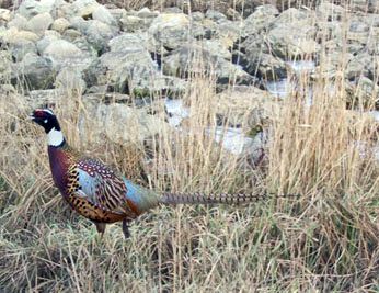 Large Manchurain Ringneck Cross