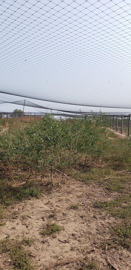 Managing Summer Cover in Flight Pens (1) Flight Pen