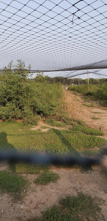 Managing Summer Cover in Flight Pens 2 Flight Pen