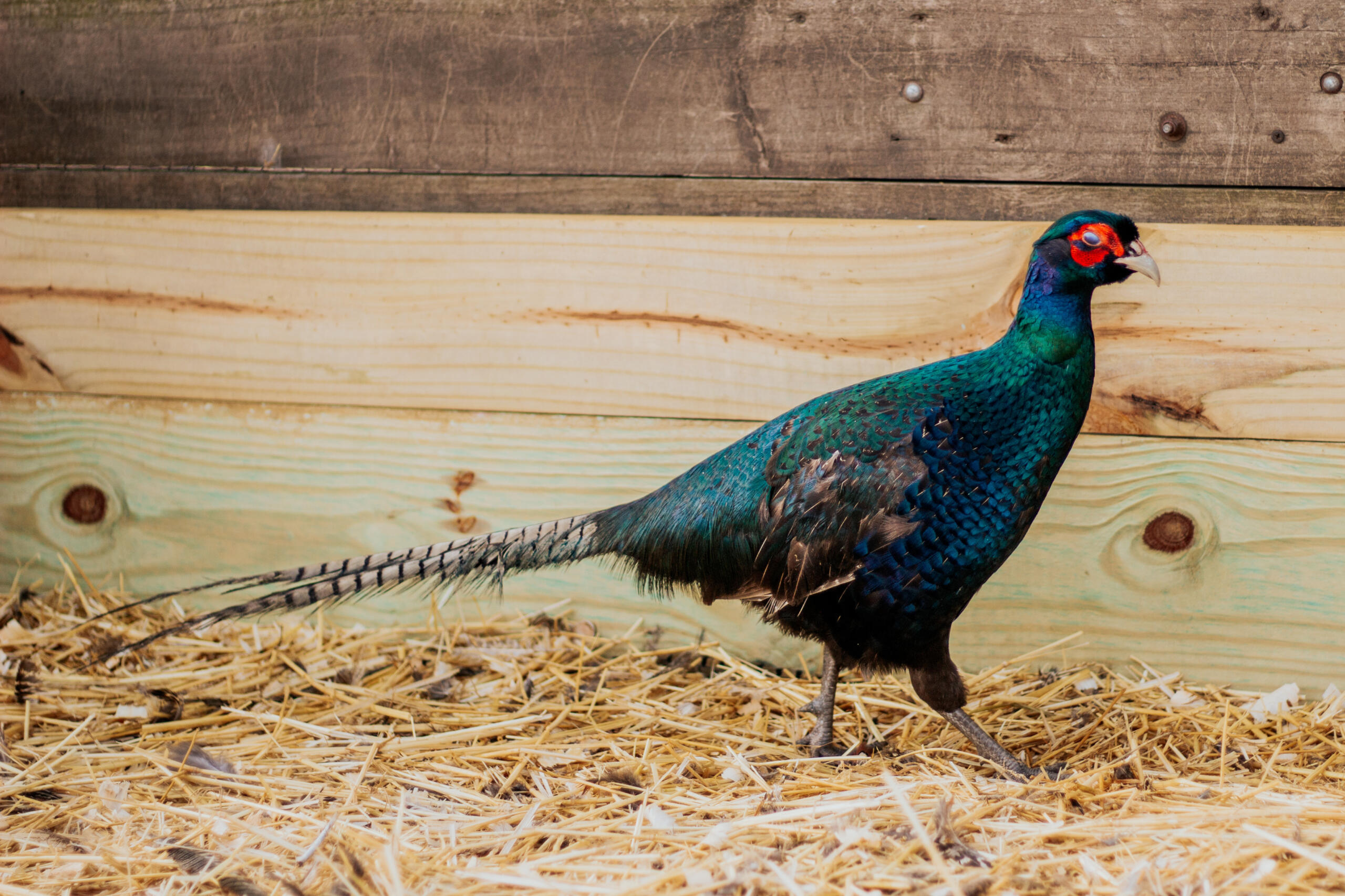 Melanistic Mutant Rooster 2