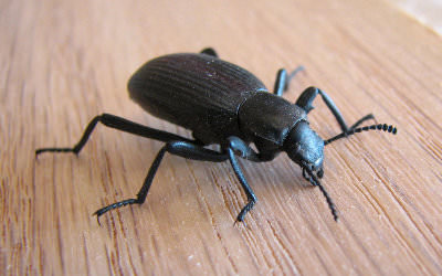 Oh Yuck, Beetles and Bugs in the Barns Photo of Beetle